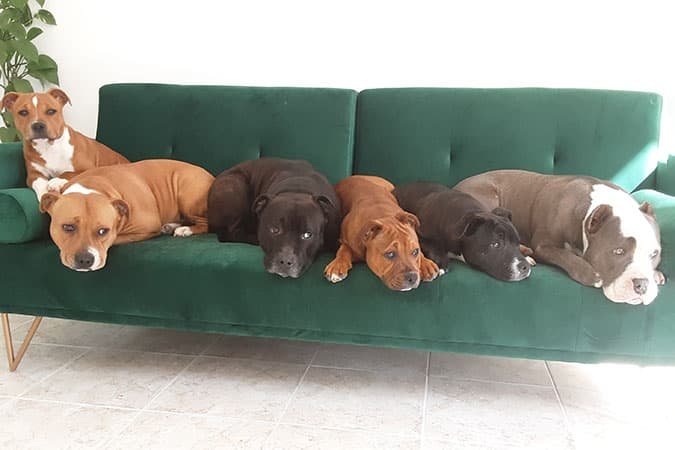Meninos
